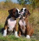 Prod�m o�kovan� a od�erven� �t��ata n�meck�ho boxera.