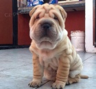 Prod�m �t��ata SHAR-PEI.