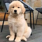 Prod�m o�kovan� �t��ata zlat�ho retr�vra.