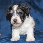 Kr�sn� a zdrav� �t��ata mal�ho kn�ra�e k adopci