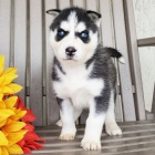 Prod�m sibi�sk� husky s kr�sn�ma modr�ma o�ima.