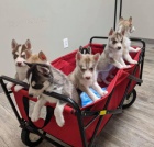 Sibi�sk� husky d�vky a �t��ata chlapce.