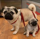 Mops� d�vky a �t��ata chlapce.