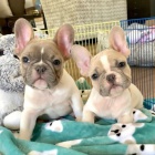 Francouzsk� bull dog d�vky a �t��ata chlapce.