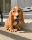 Basset Hound d�vky a chlapci �t��ata.