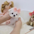 Prod�m �t��ata miniaturn�ho toy Pudla.