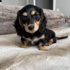 Prod�m zdrav�, o�kovan� a od�erven� fenky a pejsci mini Jezev��k�