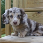 Prod�m mini �t��ata jezev��k�.    