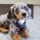 Prod�m mini �t��ata jezev��k�.    