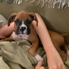 Boxerky a �t��ata chlapc�.