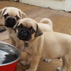 Mops� d�vky a �t��ata chlapce.