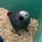 Roztomil� a ocho�en� dom�c� chovan� africk� papou�ky �ed� jak ml��ata, tak dosp�l� a plodn� vaj��ka k dispozici se v�emi pap�ry