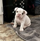 Anglick� buldo�� d�vky a �t��ata chlapc�.