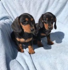 Jezev��ky a �t��ata chlapc�.