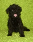 Rozko�n� �t��ata Affenpinscher  k adopci