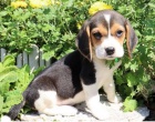�t��ata Beagle k dispozici