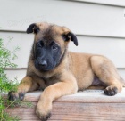 �t��ata Belgick� malinois k dispozici