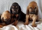 �t��ata Bloodhound k dispozici