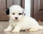 �t��ata Coton de Tulear k dispozici