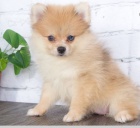 �t��ata N�meck� �pic k dispozici