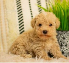 �t��ata Pudl k dispozici