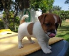 �t��ata Jack Russell Terrier k dispozici