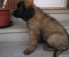 �t��ata Leonberger k dispozici
