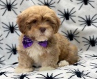 Rozko�n� �t��ata Lhasa Apso k adopci