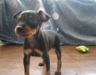 Rozko�n� �t��ata Manchester Terrier k adopci