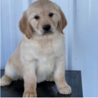 �t��ata Zlat� retriever k dispozici