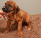 �t��ata Rhod�sk� ridgeback k dispozici