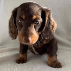 Jezev��ky a �t��ata chlapc�.