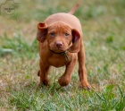 Vizsla - ma�arsk� oha� kr�tkosrst� - �t�n�