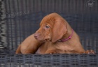 Vizsla - ma�arsk� oha� kr�tkosrst� - �t�n�