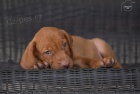 Vizsla - ma�arsk� oha� kr�tkosrst� - �t�n�