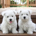 Kr�sn� �t���tka Westie.