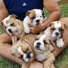 Kr�sn� �t��ata anglick�ch buldok�.