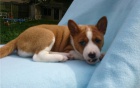 Basenji �t��ata