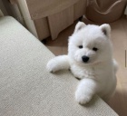 Ohromuj�c� Samoyed �t��ata p�ipraven� k �ivotu.