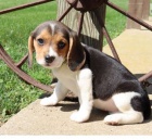�t��ata Beagle k dispozici