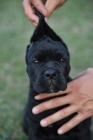 Cane Corso �t��ata