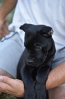 Cane Corso �t��ata