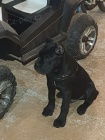 Cane Corso �t��ata