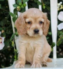 �t��ata anglick� kokr�pan�l k dispozici