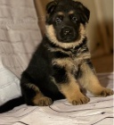 �t��ata N�meck� ov��k k dispozici