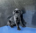 �t��ata N�meck� doga k dispozici