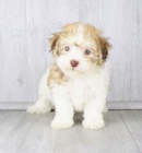 �t��ata Harrier k dispozici