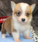 �t��ata Welsh corgi pembroke k dispozici