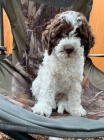 �t��ata Lagotto Romagnolo k dispozici