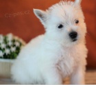 �t��ata West Highland White terier k dispozici